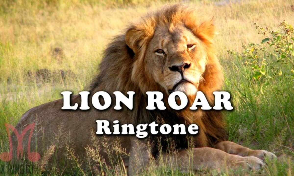 Lion Roar Ringtone Download Mp3 Best Lion Roar Sounds [ 720 x 1200 Pixel ]