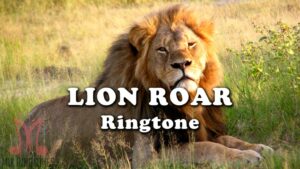 lion roar ringtone animal sound