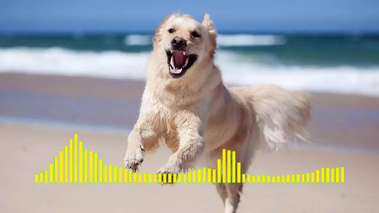 Dog Voice Ringtone Download mp3 Best Dog Barking, Growling Sounds