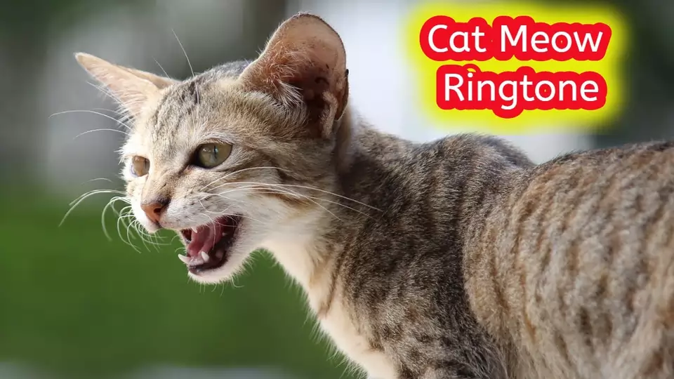 Cat Sound Ringtone Download mp3 - Me ow